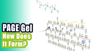 Native PAGE vs SDSPAGE ।। PAGE gelPolyacrylamide Gel Formation Animation [upl. by Ahsilram]