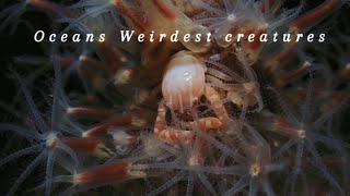 The oceans weirdest creatures [upl. by Alister]