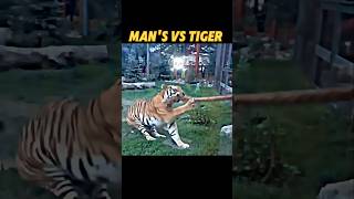 Tiger vs strong man trending tiger animals wildlife short tugofwar lion viralvideo [upl. by Amsed]