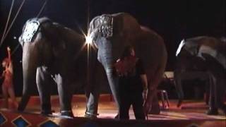 Franzen Performing Elephants [upl. by Maible]