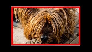 Mon Chien a Mauvaise Haleine  Que Faire [upl. by Swanson]