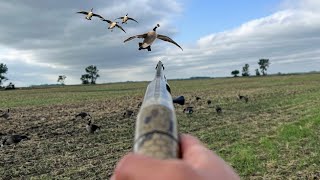 Goose Hunting a Tilled Wheat Field Early Season [upl. by Annalla654]