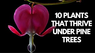 10 Plants That Thrive Under Pine Trees [upl. by Nosam634]