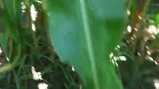 Maize with furrow irrigation close to Dalgopol Bulgaria [upl. by Nosiddam]