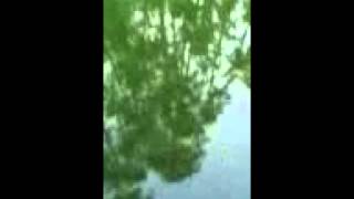 Alligators at Saddlebrook Resort in Tampa Florida [upl. by Esilehc]