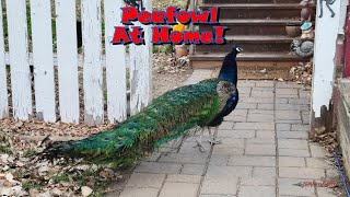 Peafowl At Home [upl. by Baxy]