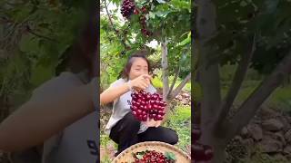 आखिर रूपा के गुच्छे भरे 🍒 चेरी कैसे हैं।। shorts youtubeshorts fruit cherry farming farm [upl. by Ruy]