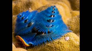 Christmas tree worms [upl. by Layman]