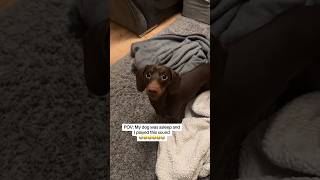 Dachshund cant control himself when he hears the squeaky toy [upl. by Cinom945]