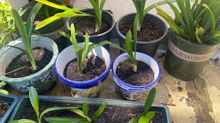 A15Clivia Miniata Guide to Repotting and Propagation [upl. by Elmore103]