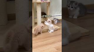 Adorable Munchkin Kittens Take Over Kindergarten [upl. by Eronaele]