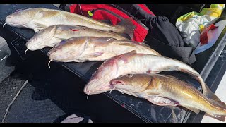 SIB Fishing UK with my new Hydrus 3 at Beadnell Bay in Northumberland Soft lures doing the magic [upl. by Towbin748]