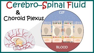 Cerebrospinal Fluid  CSF and the choroid plexus  Anatomy of Choroid plexus  function of CSF [upl. by Fulcher]