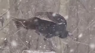 Wild Turkey Birds of Michigan USA [upl. by Jaella]