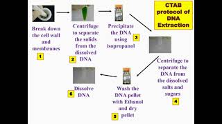 Overview Protocol CTAB DNA Extraction [upl. by Ahsatel]