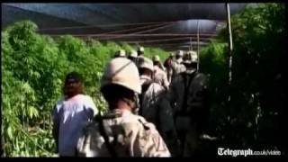 Mexican police uncover huge cannabis farm [upl. by Ydna141]