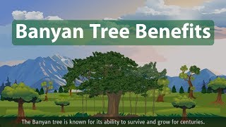 Banyan tree benefits Ficus benghalensis [upl. by Nunnery]