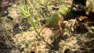 David Attenborough Origin of Life Conquest HD BBC Documentary Animals amp Nature 5 [upl. by Gibby]