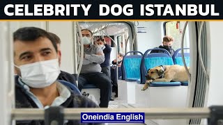 Boji Istanbuls Most Famous Dog  Regular Commuter on Ferries Buses Metro Trains  Oneindia News [upl. by Adnara]