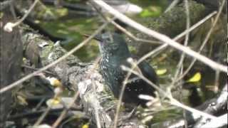 Silvered Antbird  Papaformigadoigarapé  Sclateria naevia [upl. by Balf473]