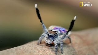 La danse de l’araignée pan [upl. by Raimondo]