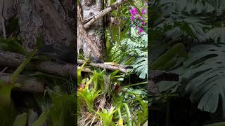 Thraupis palmarumtangara palmera birds nature wildbirds aves wildlife thanks4u👍subscribe🦜🫶 [upl. by Eatton]