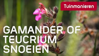 Gamander of Teucrium snoeien  Herfst  Tuinmanieren [upl. by Klapp]