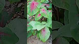 Caladium plant viralshort beautiful likeandsubscribe [upl. by Pegeen]