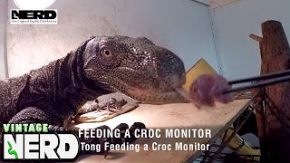 Feeding a Croc Monitor  Tong Feeding a Croc Monitor [upl. by Renaldo]