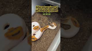 Different versions of PIEBALD ball pythons animals shorts snake short pets wildlife pet fyp [upl. by Hayifas]