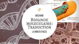 Biochimie  Biologie moléculaire Traduction [upl. by Angelika]