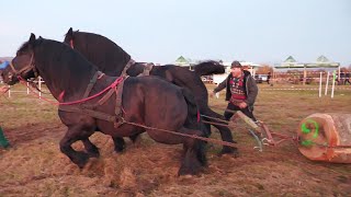 Cai de tracțiune proba de dublu Târgu Lăpuș  Maramureș 26 Octombrie 2024 [upl. by Jeggar748]