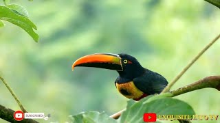 TOUCANS IN ACTION STUNNING FOOTAGE OF NATURES MOST COLOURFUL BIRDS [upl. by Eidod929]