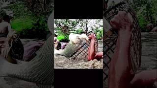 Fishing Video  Big Monster Rohu Fish Hunting With Polo Best Polo Fishing shorts popularfishunter [upl. by Suoirad]