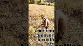 A farmer cutting grasses under scorching heatAmazing World Views [upl. by Letta]