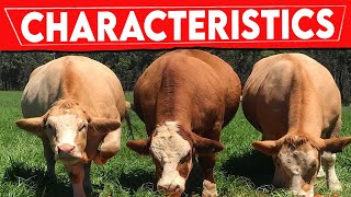 ⭕ SIMMENTAL Cattle Characteristics ✅ Every Breed In The World  SIMMENTAL Bull  Biggest Bulls [upl. by Nitsua112]