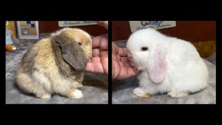 Alanna amp Natsume Holland Lop Litter 31 Days Old [upl. by Enirahtak]