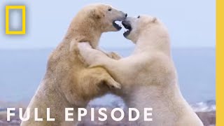 Clan of the North Full Episode  Kingdom of the Polar Bears [upl. by Clemen]