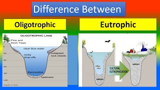 Difference Between Oligotrophic and Eutrophic [upl. by Arul]