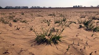 Extreme Trockenheit Die MiniSahara von Brandenburg  DER SPIEGEL [upl. by Yemerej]