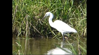 Egrets Doxey Marshes [upl. by Brewer]