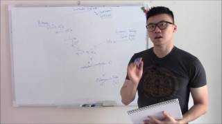 USMLE Hematology and Oncology 17 Coagulation Cascade and Pathway [upl. by Nosidam]