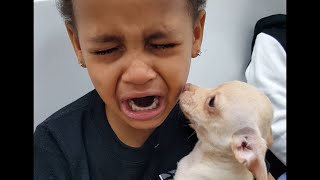 Little Boy Cries over Cute Puppy [upl. by Gleich]