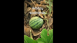 Arbūzų sodinimas [upl. by Ailedua]