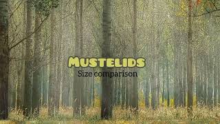 MUSTELIDS Size comparison [upl. by Ydoj]