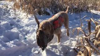 Pheasant Hunting with Wirehaired Vizsla [upl. by Massimo337]