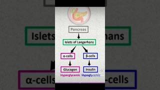 Insulin and glucagon functions insulin glucagon pancreas mbbs reels shorts [upl. by Ztirf]