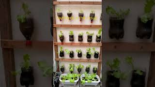 Lettuce in hydroponics gardeninglettuce hydroponics [upl. by Elatsyrk248]