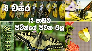 Grade 8 Science Unit 12  Life Cycles  ජීවීන්ගේ ජිවන චක්‍ර [upl. by Graehl]