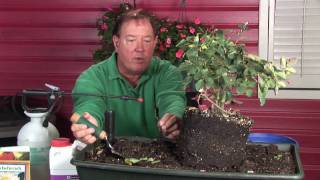 Growing Roses  How to Plant Hybrid Tea Roses [upl. by Griff735]